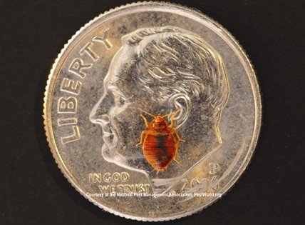 Close-up of a bed bug on a 10-cent coin in Chicago, IL.