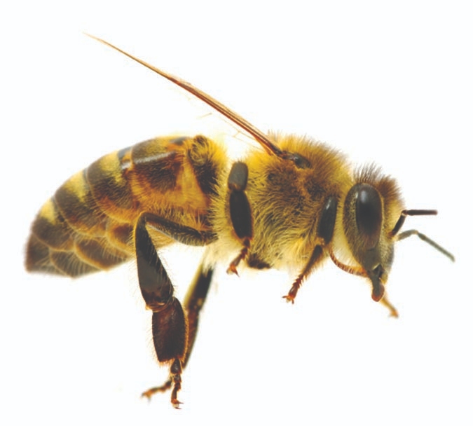 Close-up side view of a honey bee in Chicago, IL.
