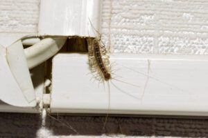 Centipede crawling out of a hiding space at a house in the Chicago and Rockford DMA.