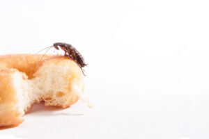 A German Cockroach, sitting on a donut in Chicago and Rockford, DMA