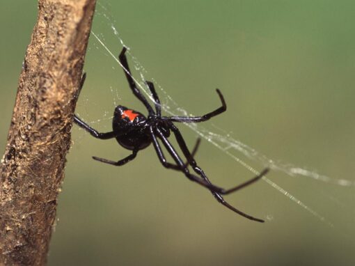 Black widow spider pest control service is available in Chicago and Rockford, DMA