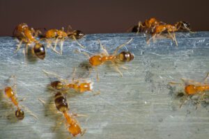 pharaoh ants looking for food