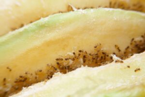 odorous house ant on fruit