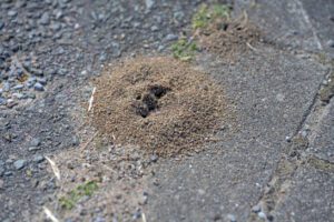 pavement ants in the ground