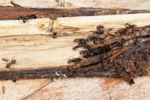 carpenter ants chewing on rotten wood