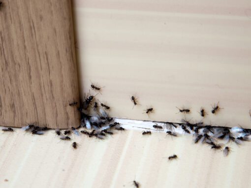 ants in the house