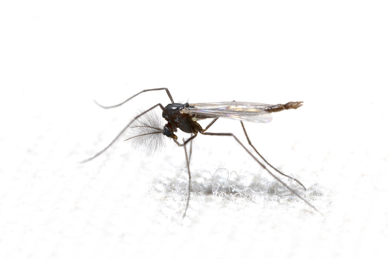 Midge pest control service is available in Chicago and Rockford, DMA