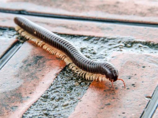 Millipedes pest control service is available in Chicago and Rockford, DMA