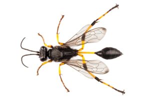 Mud Dauber Wasps pest control service is available in Chicago and Rockford, DMA