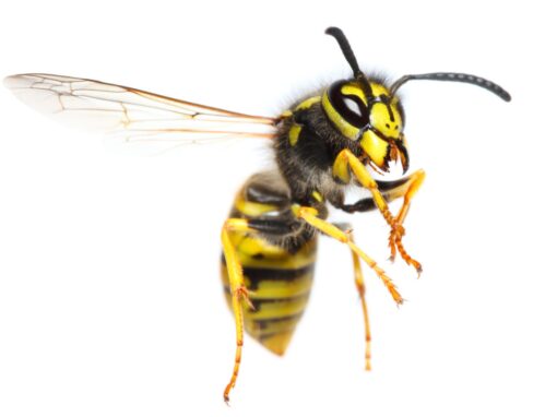 Stinging Insect pest control service is available in Chicago and Rockford, DMA