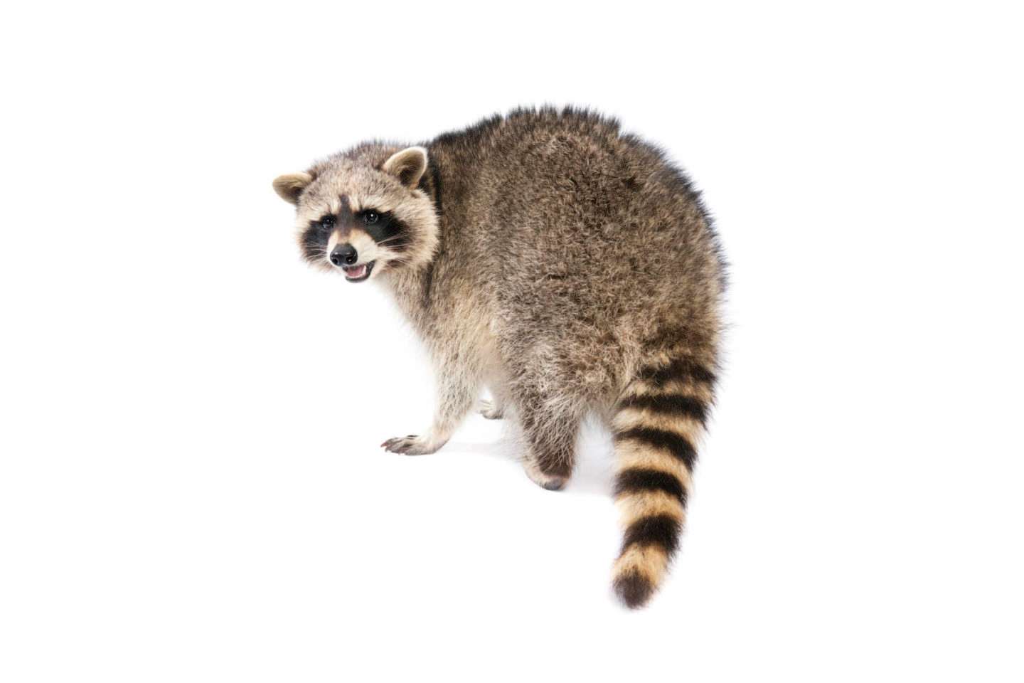 Get rid of raccoons with the help of Rose Pest Solutions in Illinois