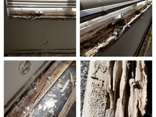 Severe Termite Infestation, Specifically Focusing on Mud Tubes and Damaged Wood Structures