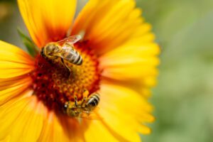 two bees collecting nectar