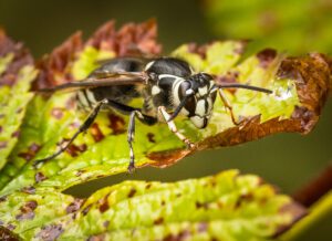 Bald-faced hornets sitting on a leaf in the Chicago and Rockford DMA.