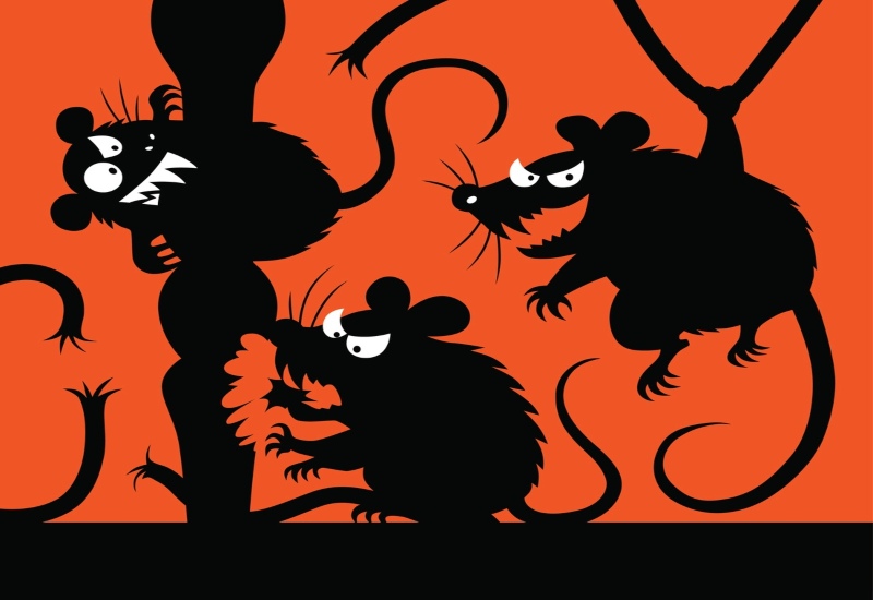 A trio of black mice climbs a tree branch in Chicago, adding a touch of wildlife.