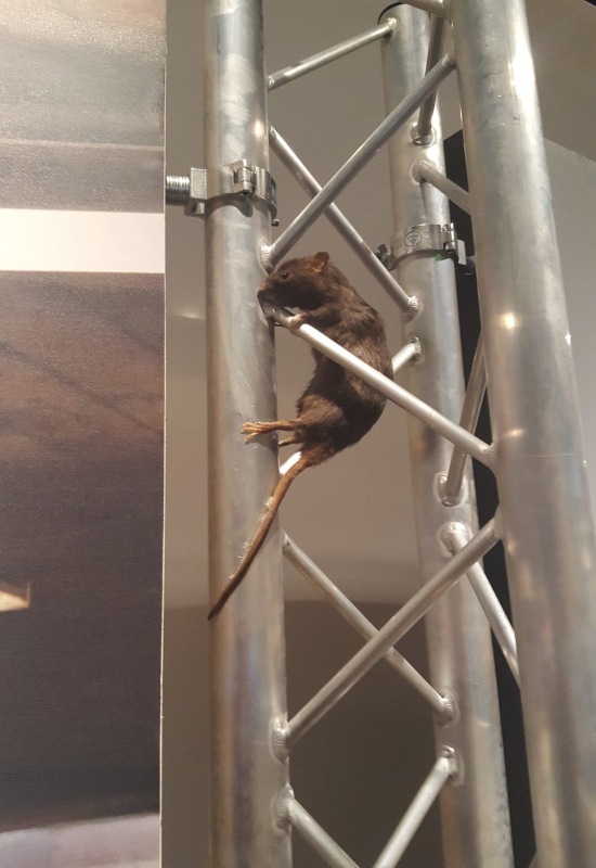 A rat climbs a metal pole in Chicago, showcasing its agility in an urban environment.
