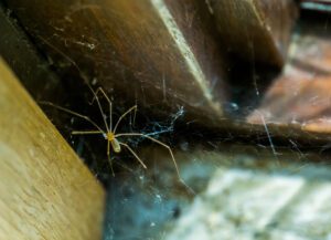 daddy long legs spider in its web