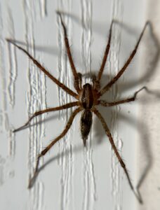 grass spider on wood