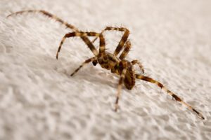 house spider on wall