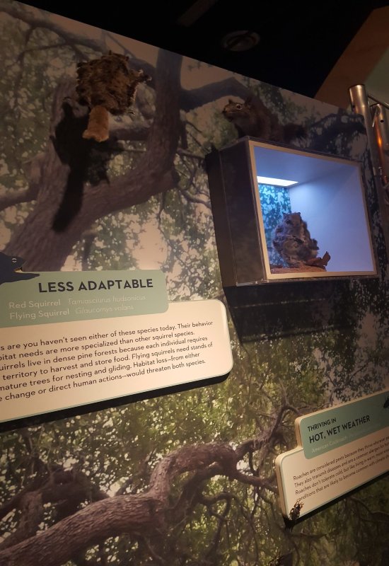 In Chicago, a display shows a red squirrel structure alongside a sign that says "less adaptable."