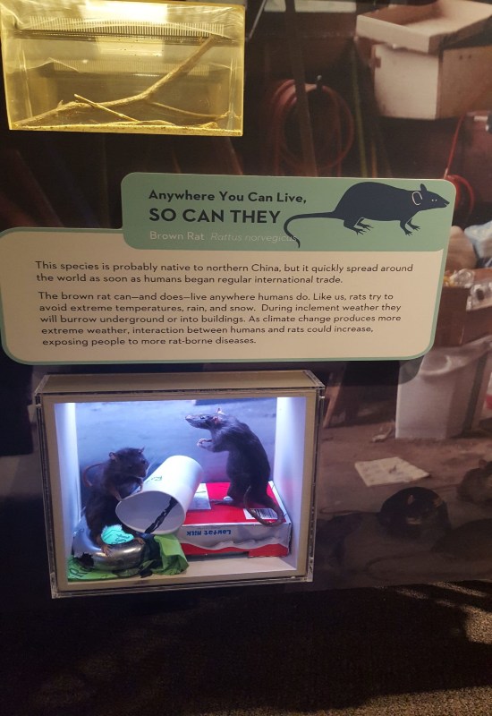 A display case in Chicago shows two rats, giving viewers a chance to see these interesting pets.