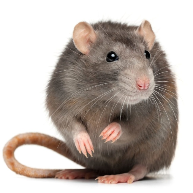 A rat stands on its hind legs, scanning the area in a bustling Chicago neighborhood.