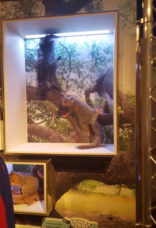A display case featuring a stuffed red squirrel perched atop a tree, located in Chicago.