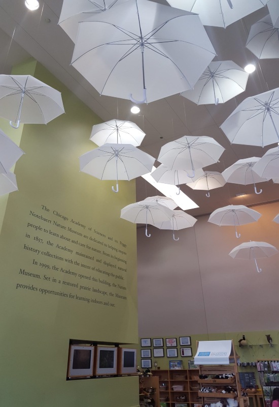 A ceiling adorned with numerous white umbrellas creates a whimsical atmosphere in a Chicago venue.