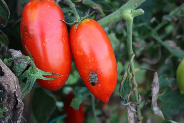 Brown Marmorated Stink Bug on a Tomato Leaf