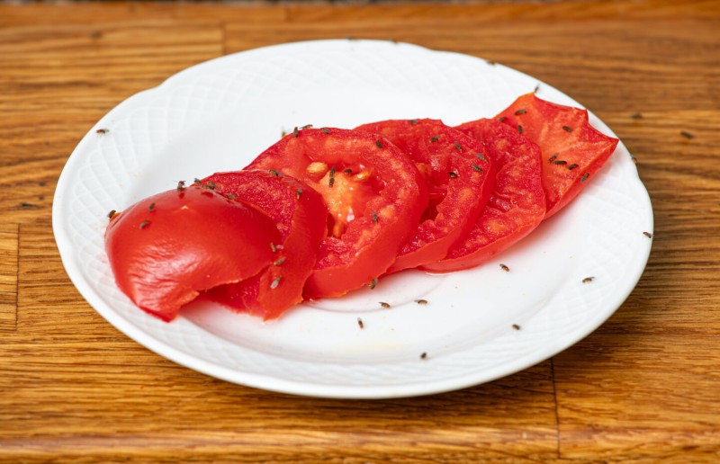 Fruit Flies Landing on Sliced Tomatoes
