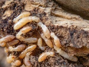 Close-up of termites in house crawling on and eating the surface of decaying wood.