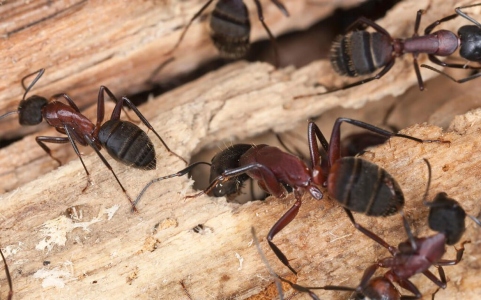 A group of carpenter ants is crawling on the broken wooden structure of a home