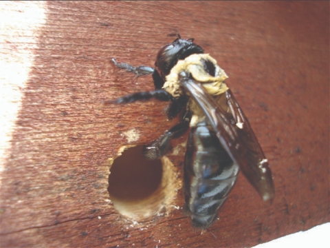 Carpenter bees drill a boring hole into the wooden surface for nesting