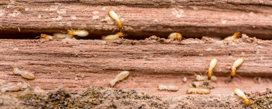 Close-up of Common Pest termites crawling on a damaged wooden surface