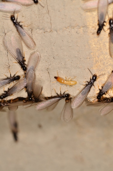 Flying termites with translucent wings are crawling on the wall