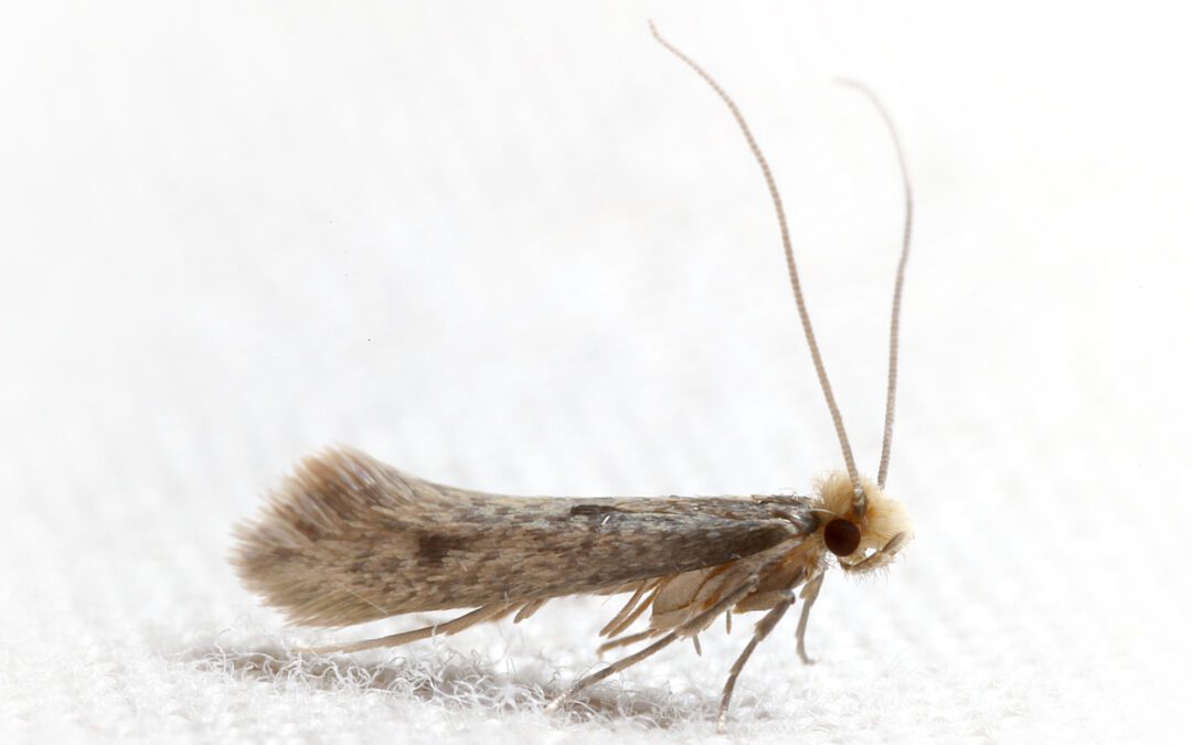 Do Mothballs Work to Keep Bugs Away?