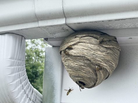 A large wasp nest under the house eaves with several Stinging wasps flying around