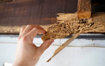 Got flying bugs after rain? It could be one of these.