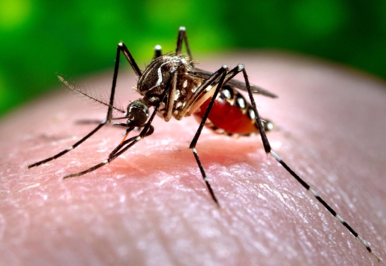 A mosquito feeding on a person’s skin, showing a blood-filled abdomen