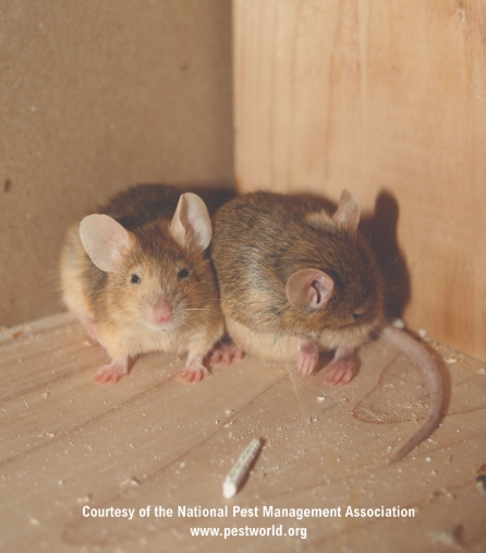 Two mice are sitting on a wooden surface in a corner