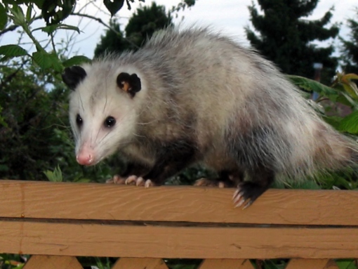 Wild opossum on the fence, surrounded by greenery, about to move to the gutter