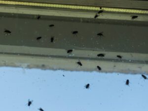Several flies are gathered on a window with a blurry outdoor scene visible in the background.
