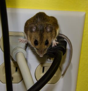 A brown mouse is perched on top of electrical cords plugged into a wall outlet with a yellow wall in the background.