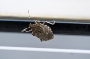 Close-up of a brown marmorated stink bug walking on a window frame.