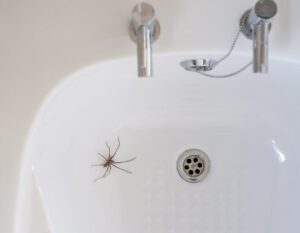 A large spider is in a white bathroom sink near the drain, with faucet handles visible at the top.