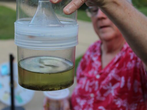 A mosquito expert wearing a red-patterned shirt holds up a clear container filled with rain water and mosquito larvae to discuss mosquito control.