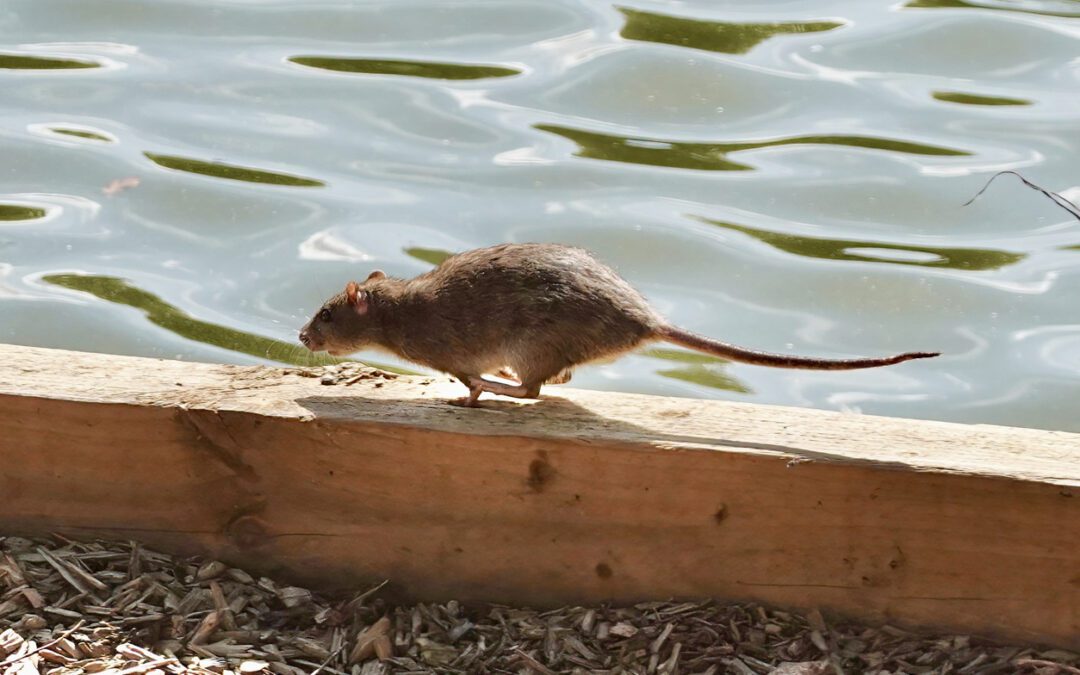 Hantavirus FAQ: What You Need to Know About Rodent Risks