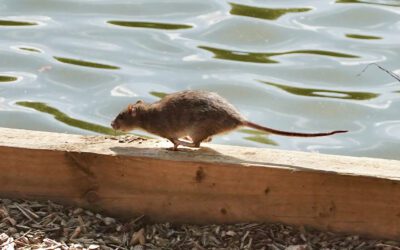 Hantavirus FAQ: What You Need to Know About Rodent Risks