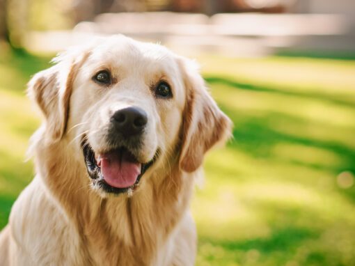 A golden retriever sits on green grass outdoors with its mouth open, looking directly at the camera on a sunny day, unfazed by the flies in summer.