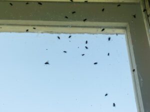 Several flies are clustered on and around a window, with some on the glass and others on the surrounding frame.